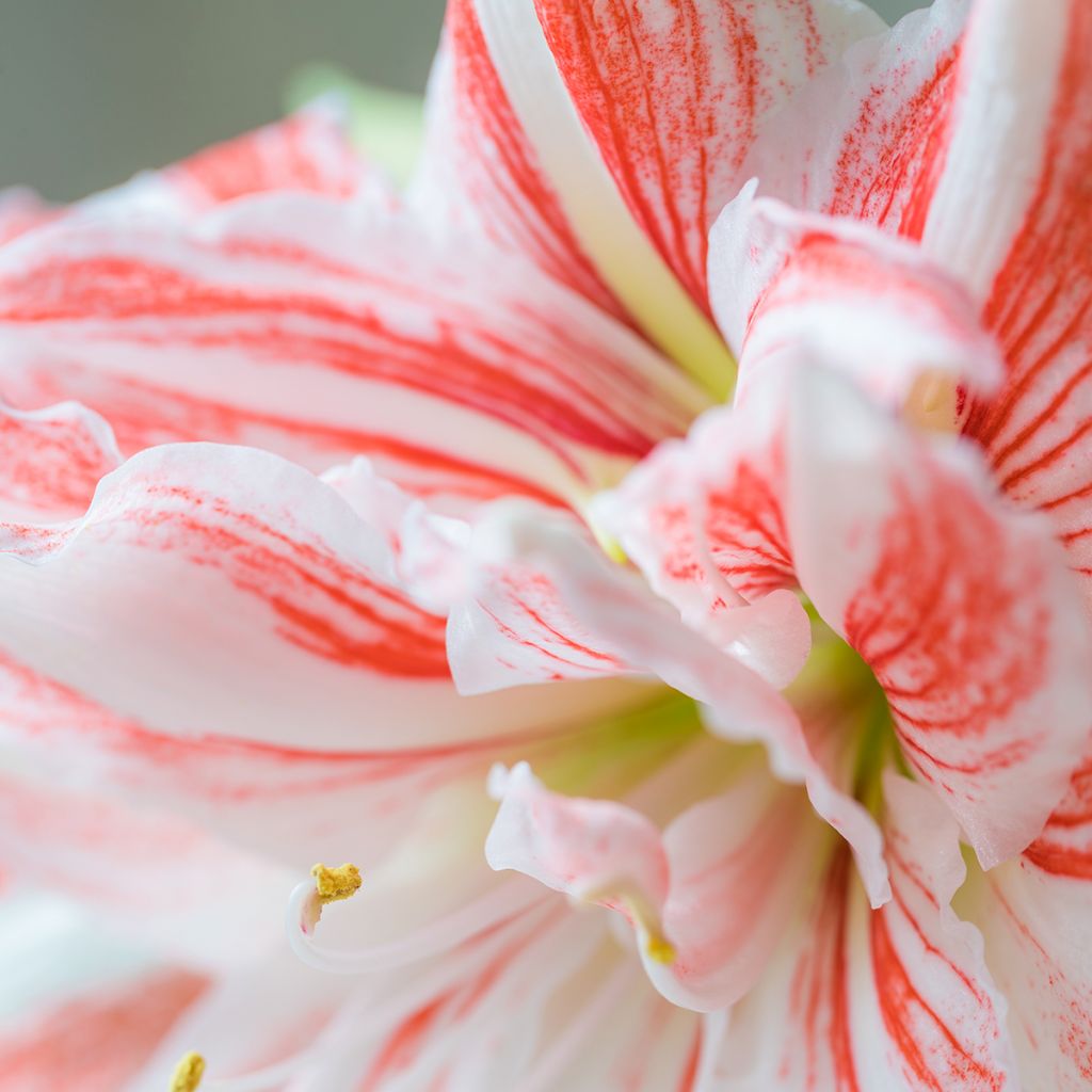 Amaryllis Nymph - Hippeastrum