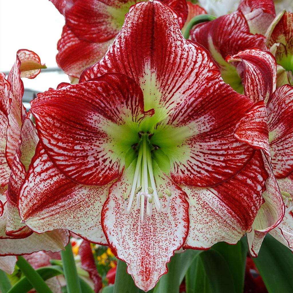 Amaryllis Flamenco Queen - Hippeastrum