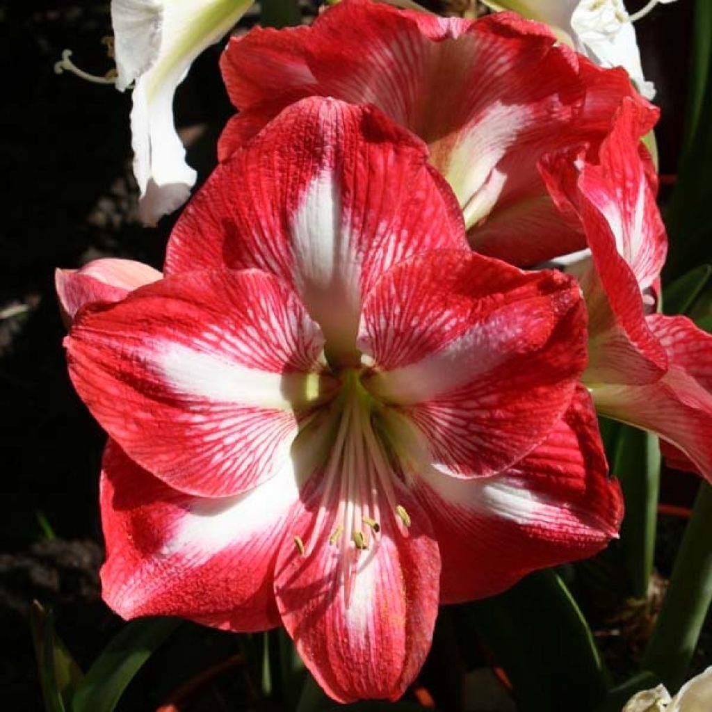 Amaryllis Minerva