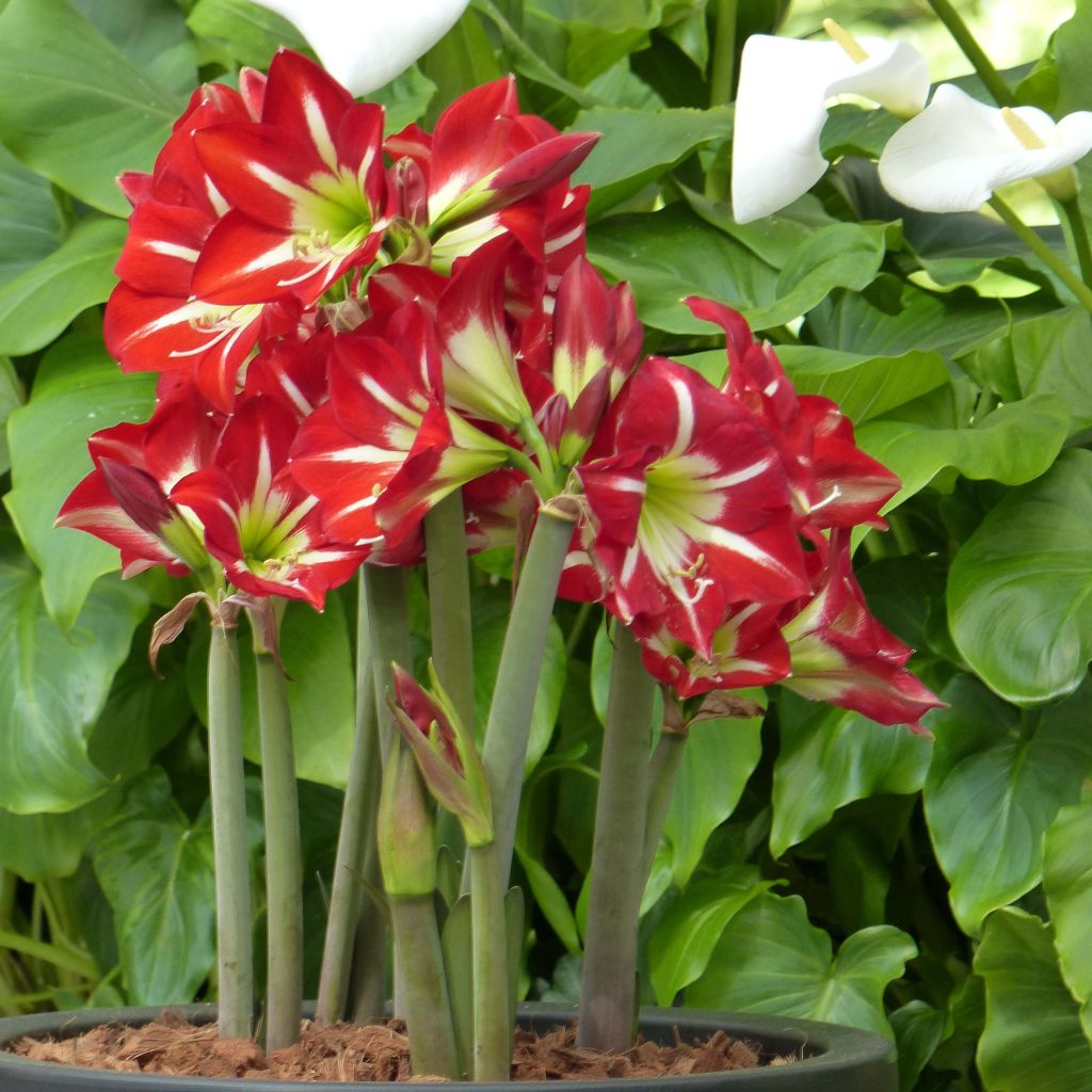 Amaryllis sonatini Balentino - Hippeastrum