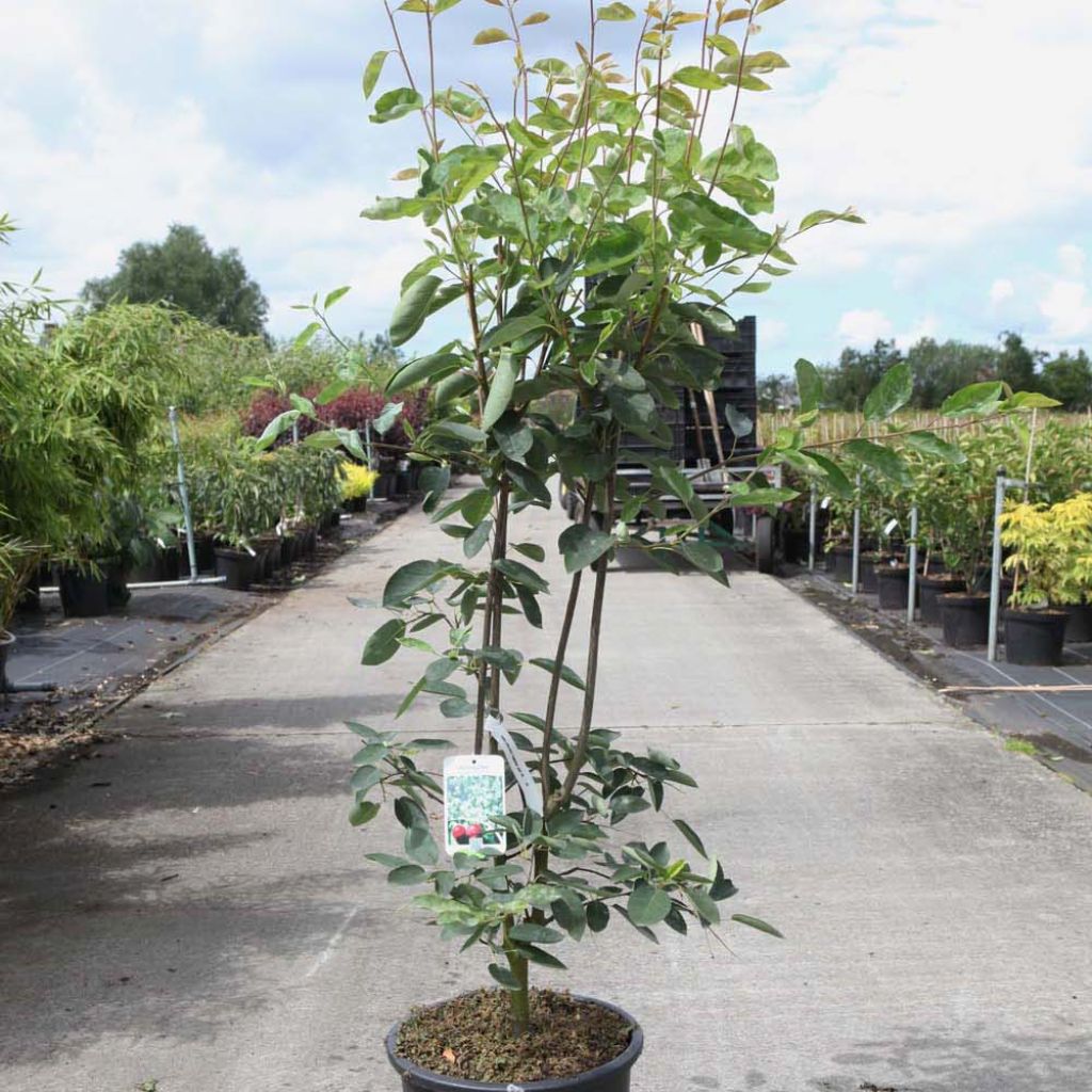 Amelanchier laevis Ballerina