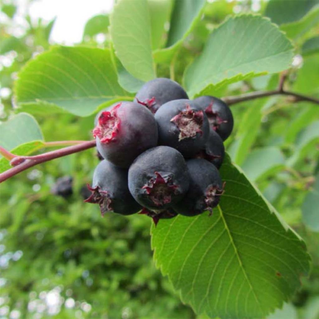 Amelanchier alnifolia Smoky - Guillomo de Saskatchewan