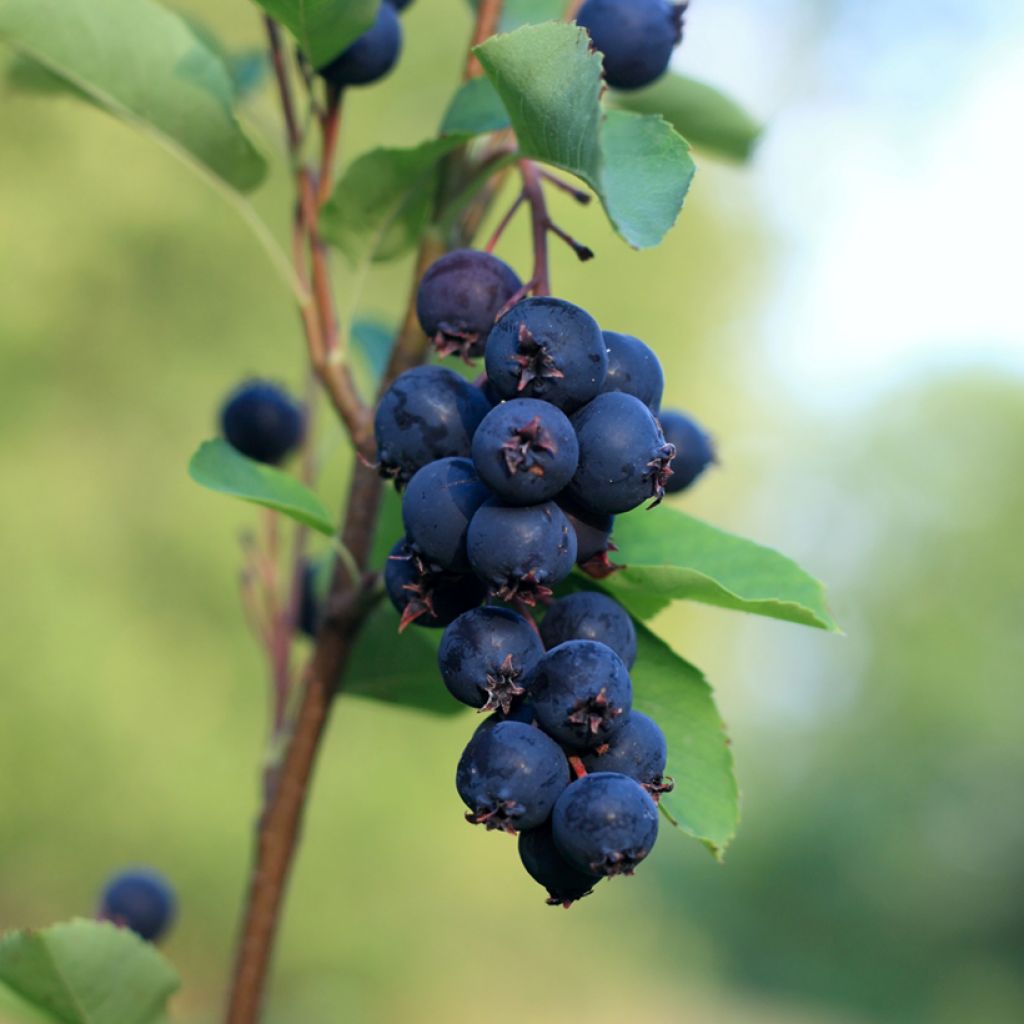 Amelanchier alnifolia Smoky - Guillomo de Saskatchewan