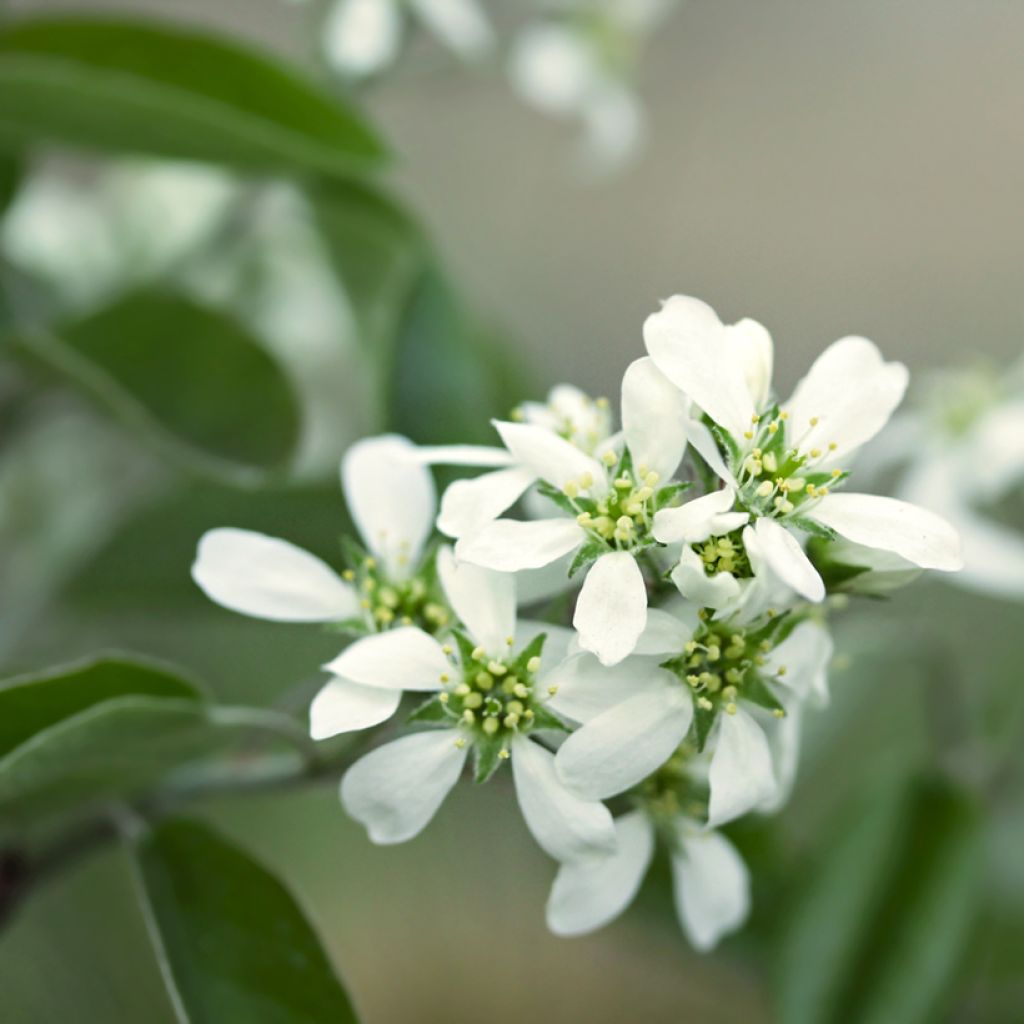 Amelanchier alnifolia Thiessen - Guillomo de Saskatchewan