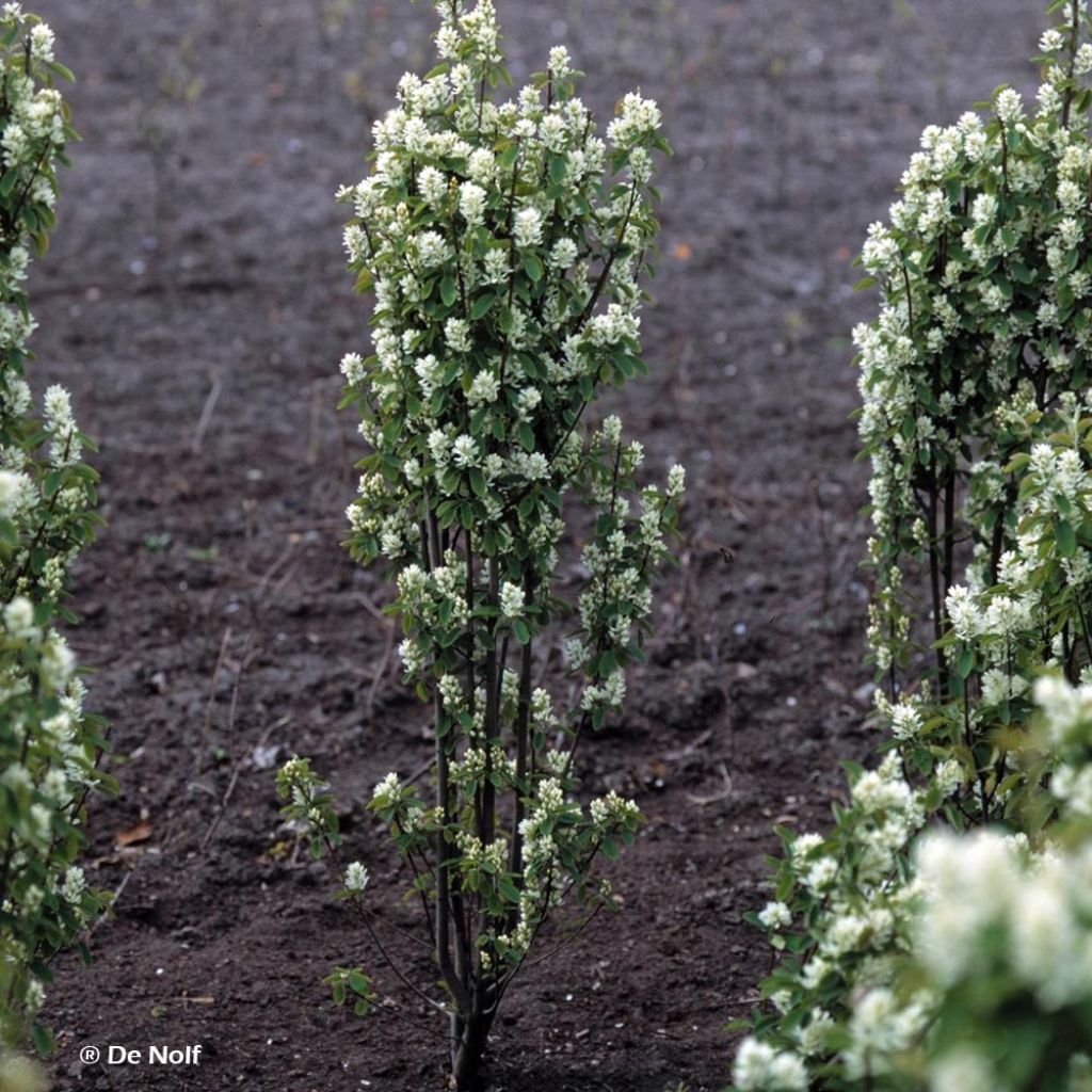 Amelanchier alnifolia Obelisk - Guillomo de Saskatchewan