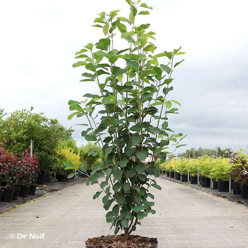 Amelanchier alnifolia Obelisk - Guillomo de Saskatchewan