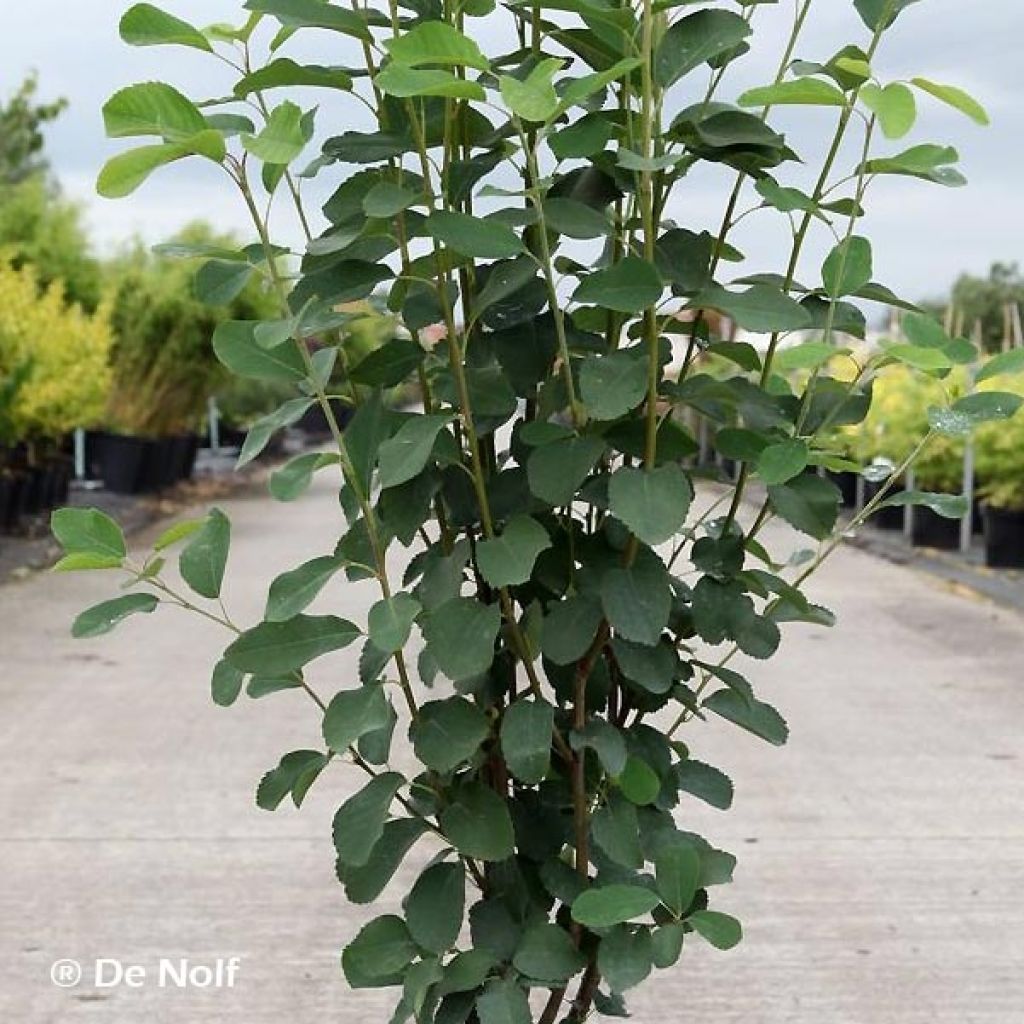 Amelanchier alnifolia Obelisk - Guillomo de Saskatchewan