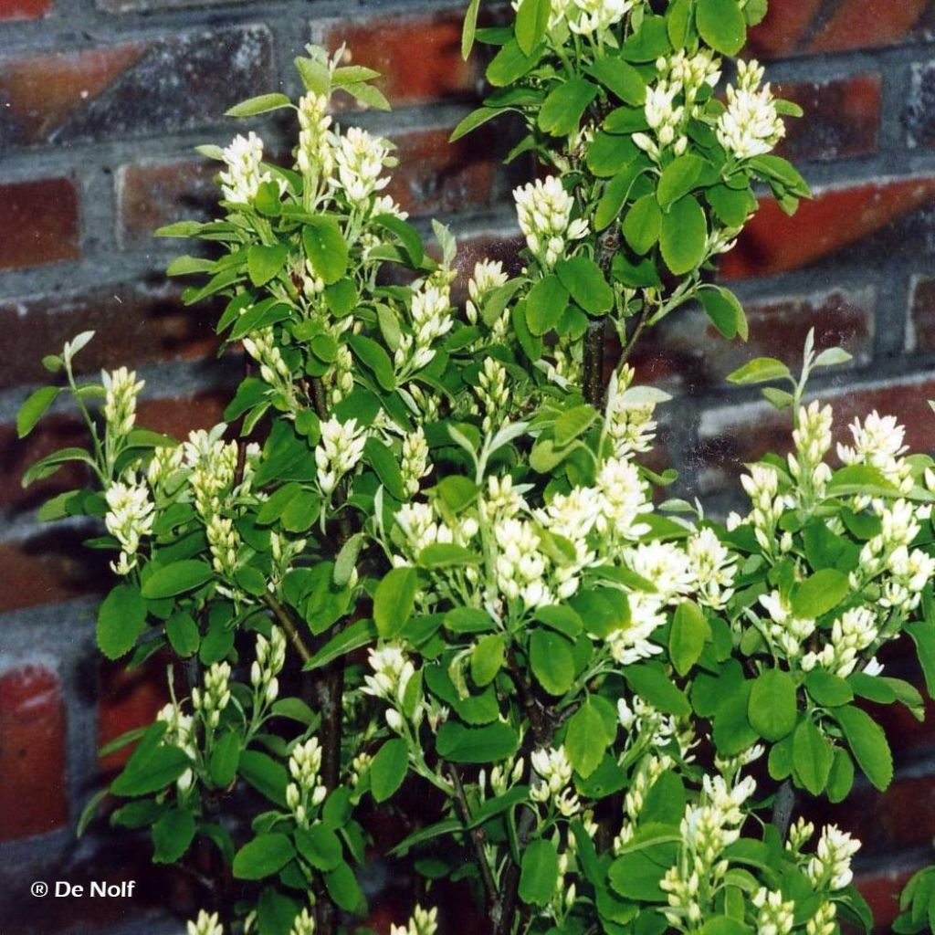 Amelanchier alnifolia Obelisk - Guillomo de Saskatchewan