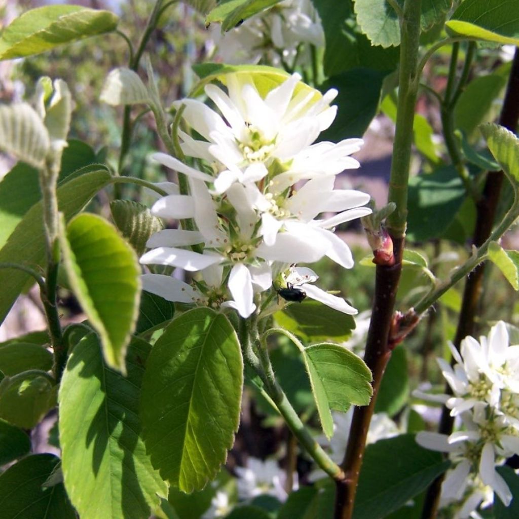 Amelanchier alnifolia Obelisk - Guillomo de Saskatchewan