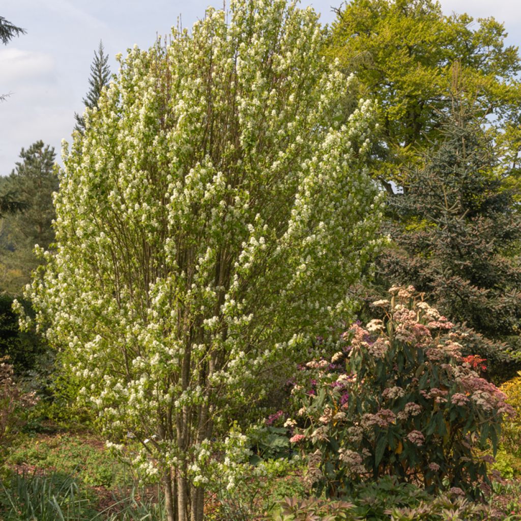 Amelanchier alnifolia Obelisk - Guillomo de Saskatchewan