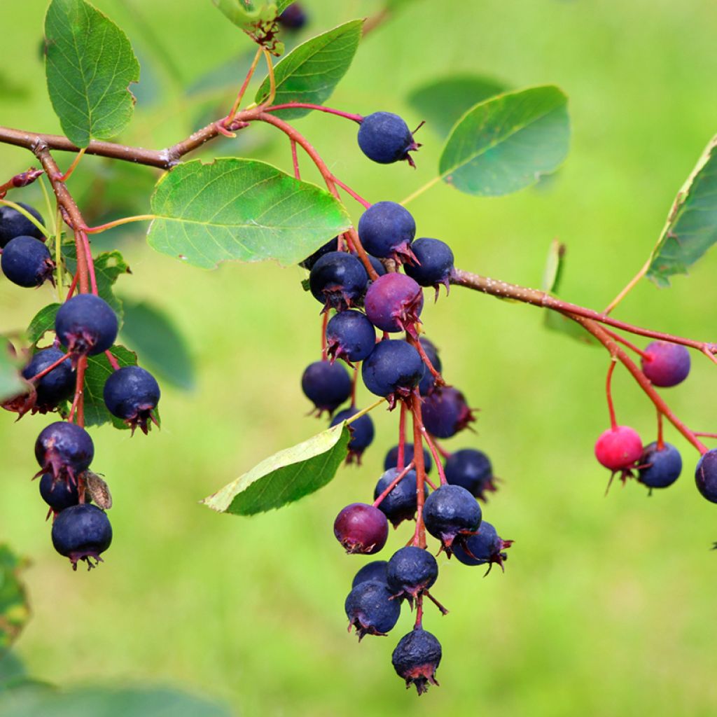 Guillomo de Saskatchewan Saskatoon Berry - Amelanchier alnifolia