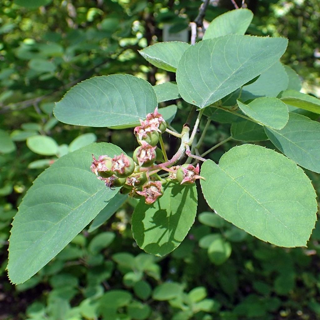 Amelanchier canadensis - Guillomo del Canadá