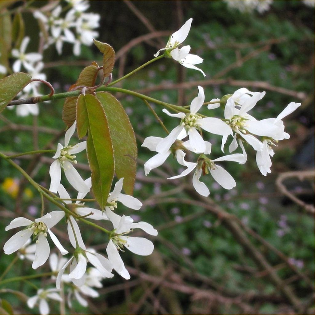 Amelanchier canadensis - Guillomo del Canadá