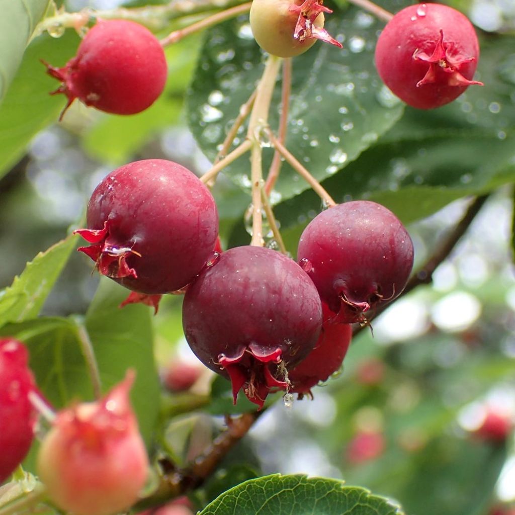 Amelanchier canadensis - Guillomo del Canadá