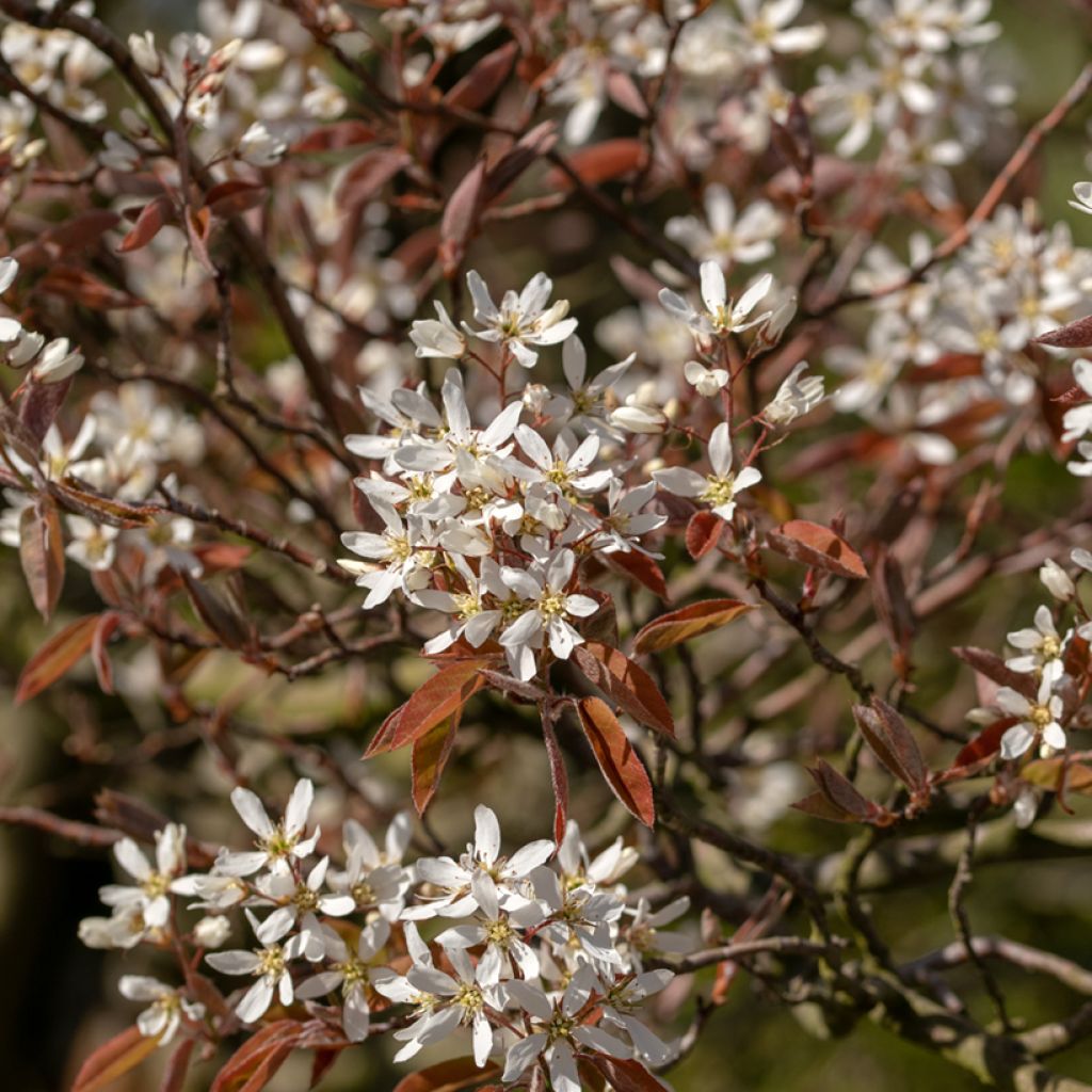 Amelanchier canadensis - Guillomo del Canadá