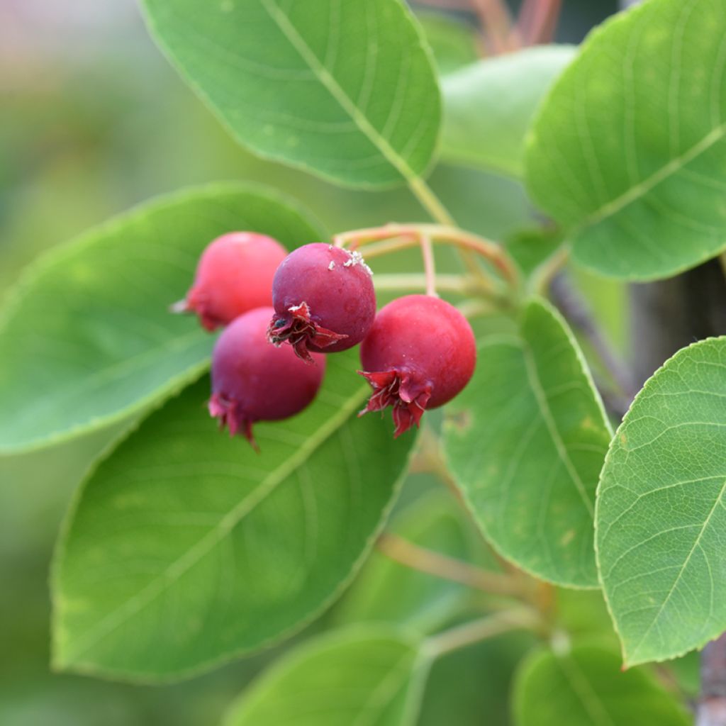 Amelanchier canadensis - Guillomo del Canadá