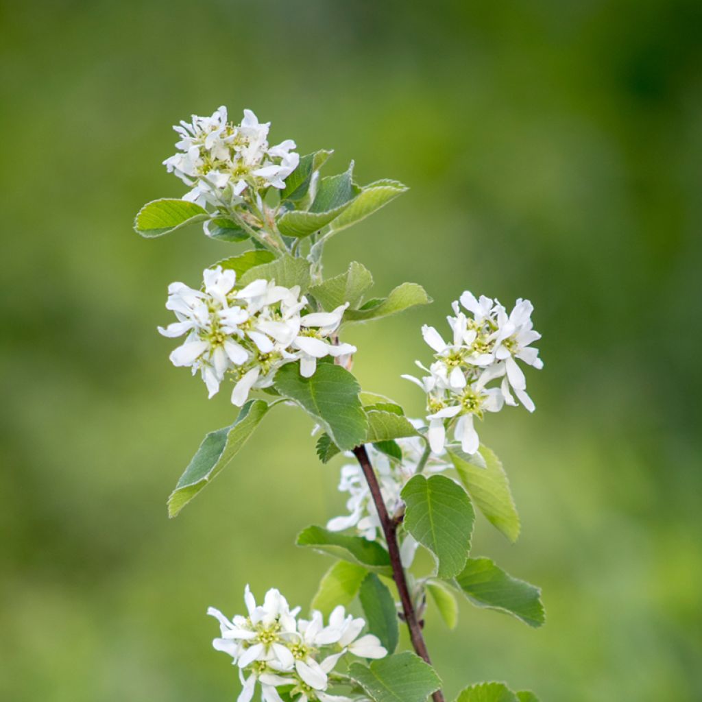 Amelanchier canadensis - Guillomo del Canadá