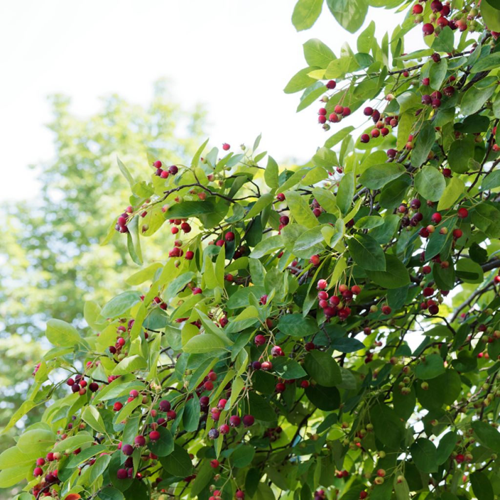 Amelanchier canadensis - Guillomo del Canadá