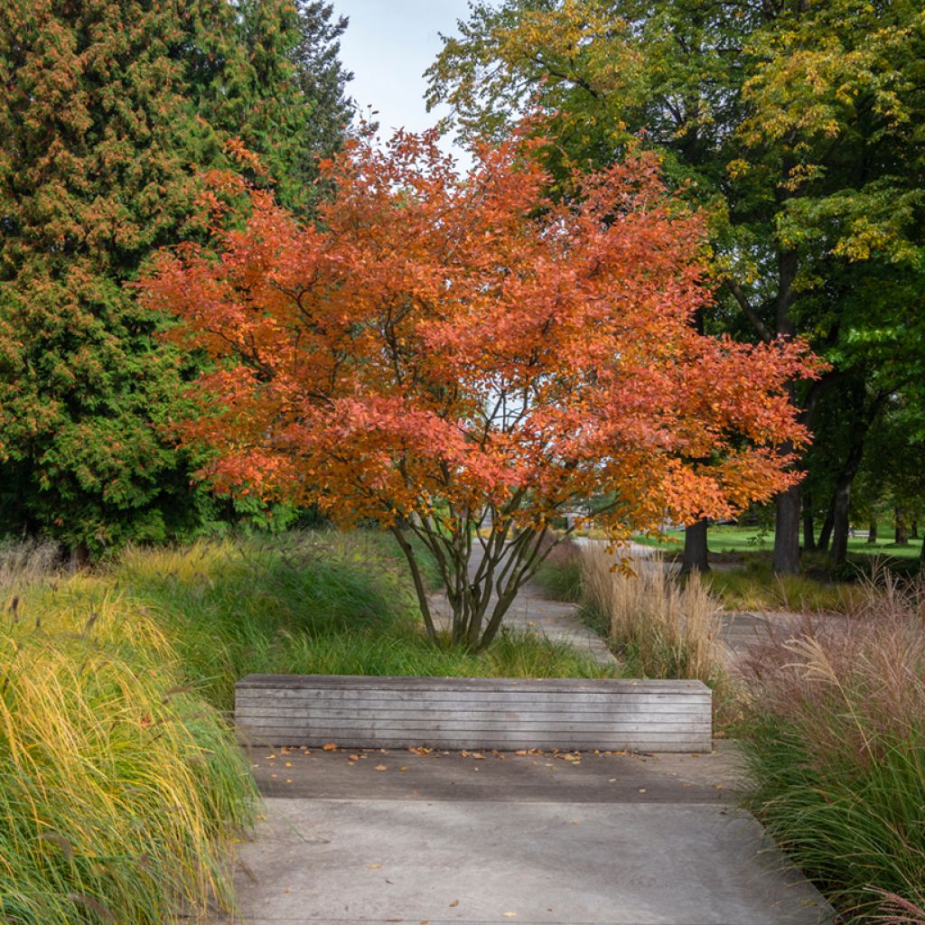 Amelanchier canadensis October Flame - Guillomo del Canadá