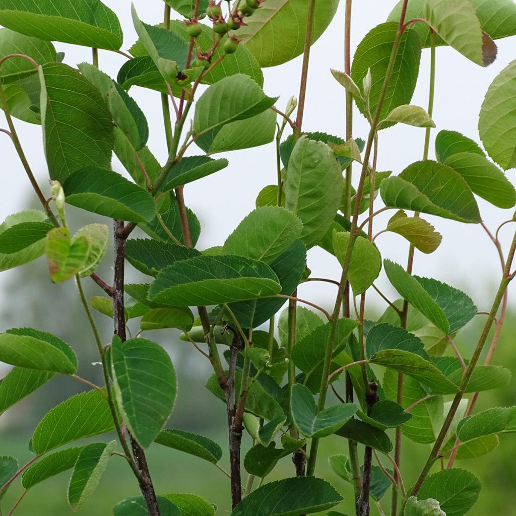 Amelanchier spicata - Guillomo