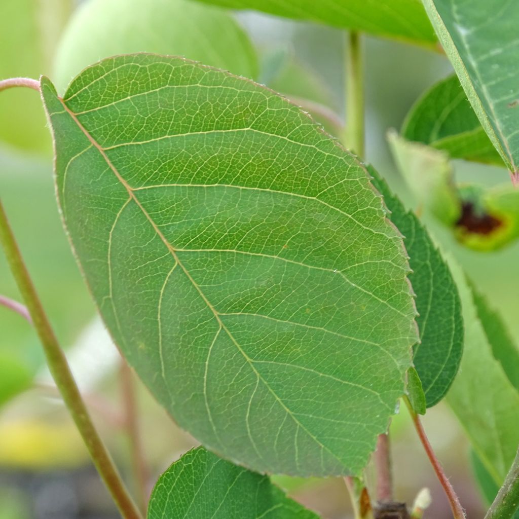 Amelanchier spicata - Guillomo