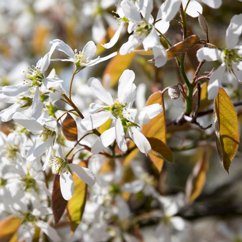 Amelanchier spicata - Guillomo