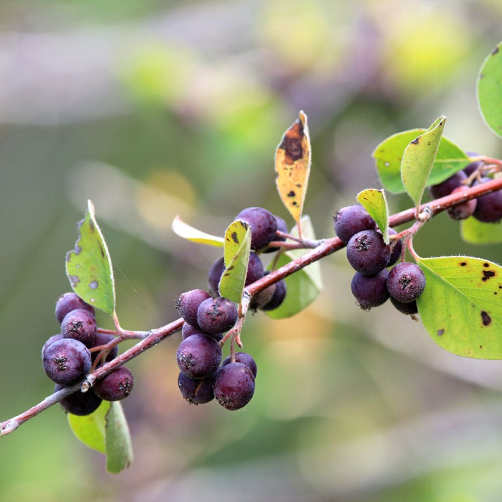 Amelanchier spicata - Guillomo