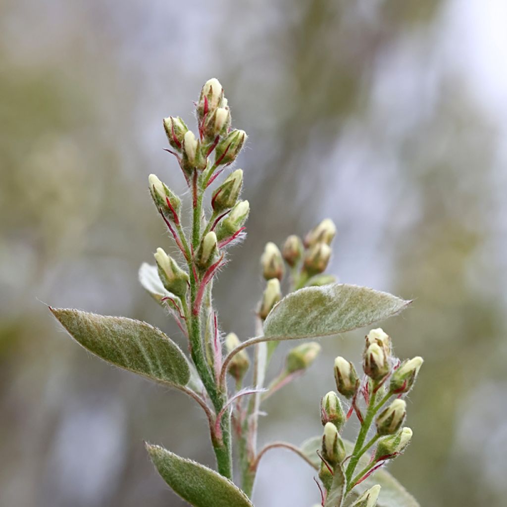 Amelanchier spicata - Guillomo