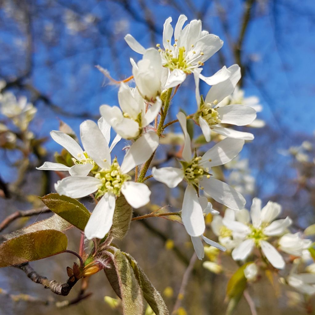 Amelanchier lamarckii - Guillomo nevado