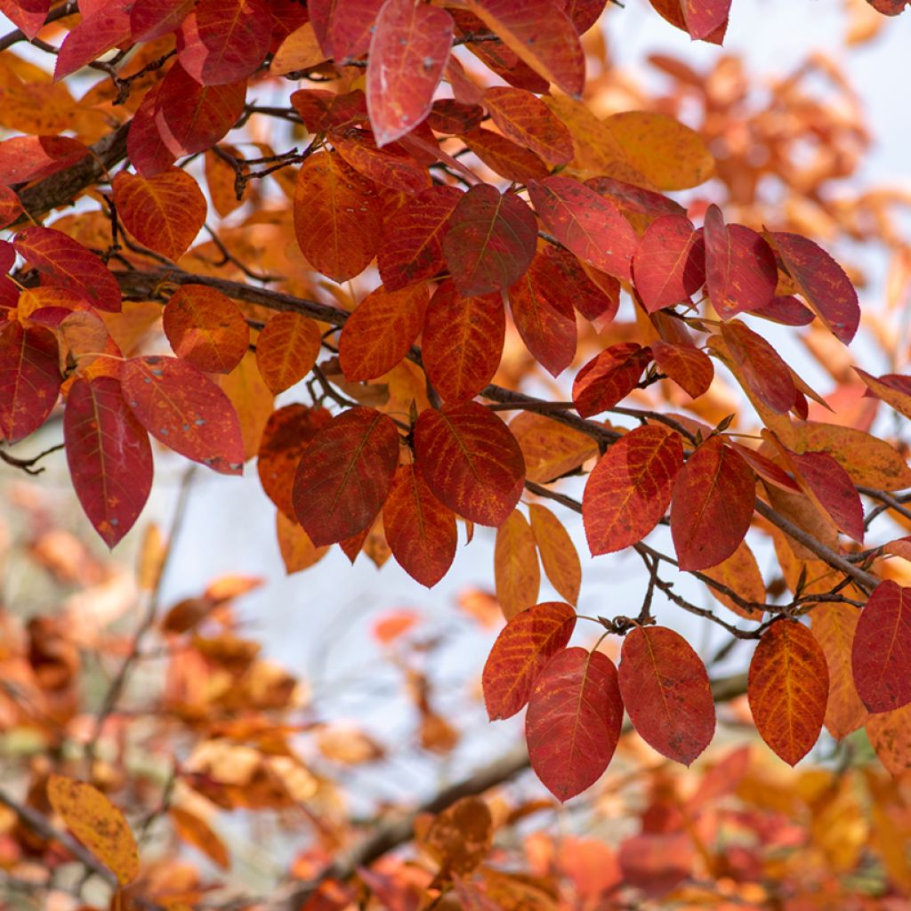 Amelanchier lamarckii - Guillomo nevado