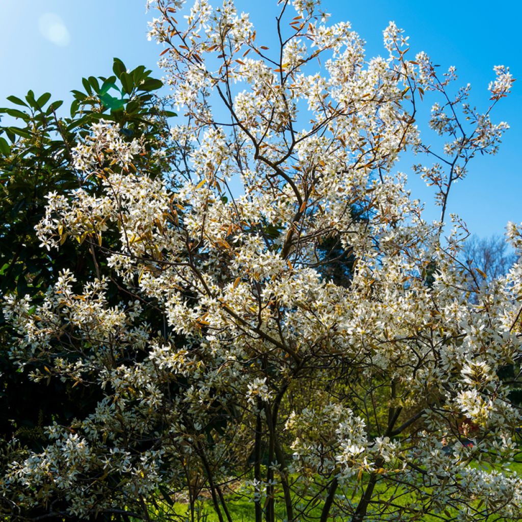 Amelanchier lamarckii - Guillomo nevado