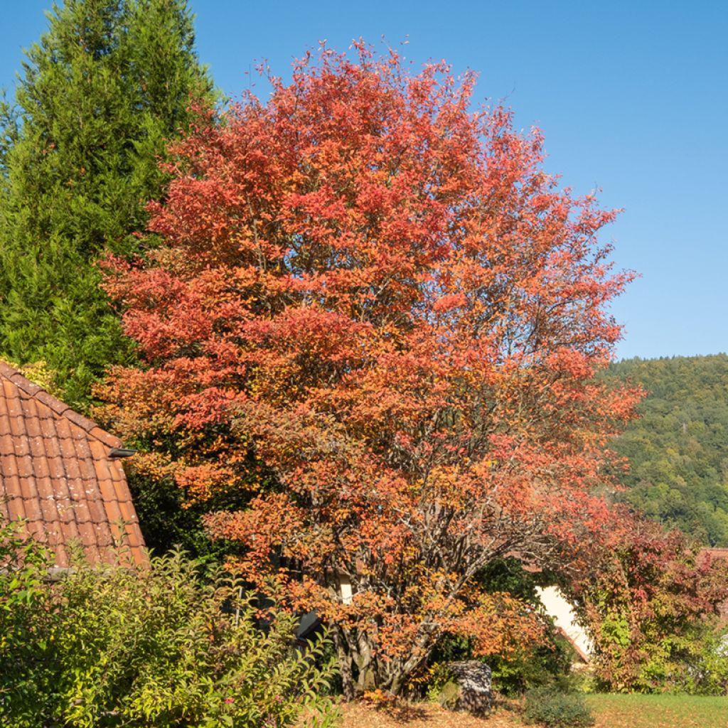 Amelanchier lamarckii - Guillomo nevado