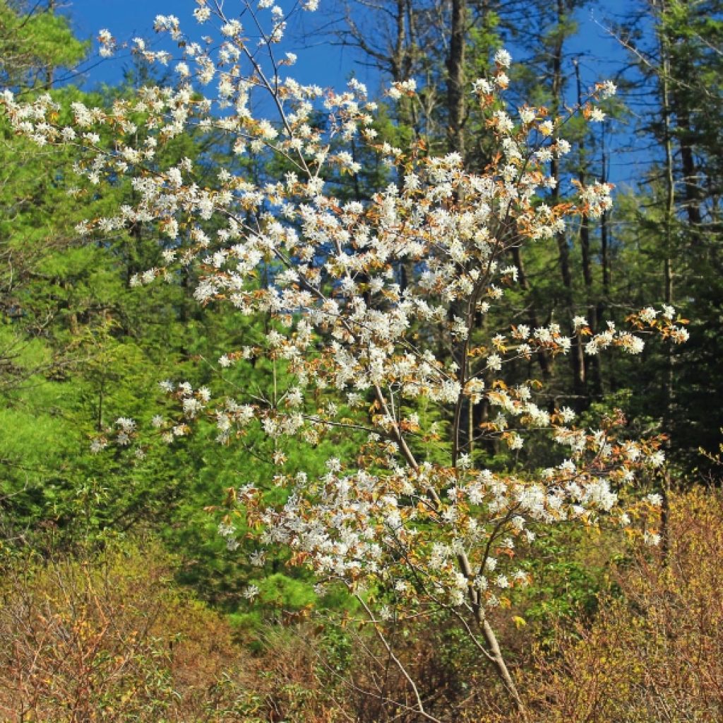 Amelanchier spicata - Guillomo