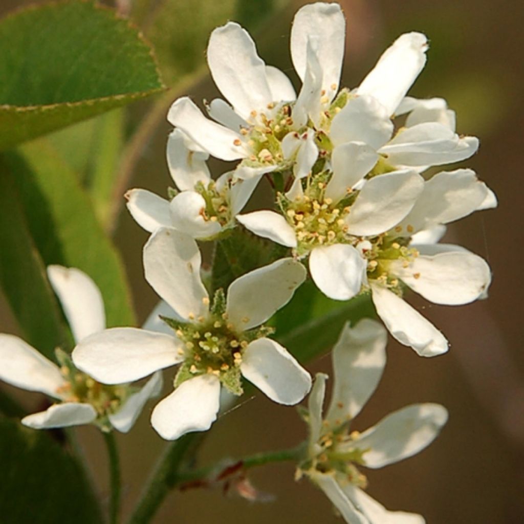 Amelanchier spicata - Guillomo