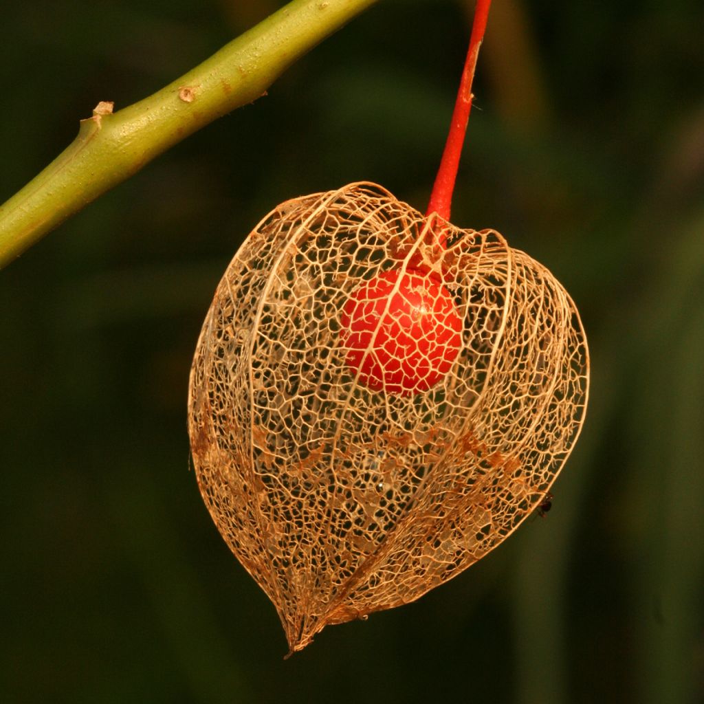 Amour en cage - Physalis franchetii