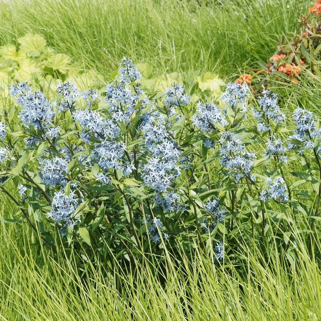 Amsonia ciliata - Estrella azul con flecos