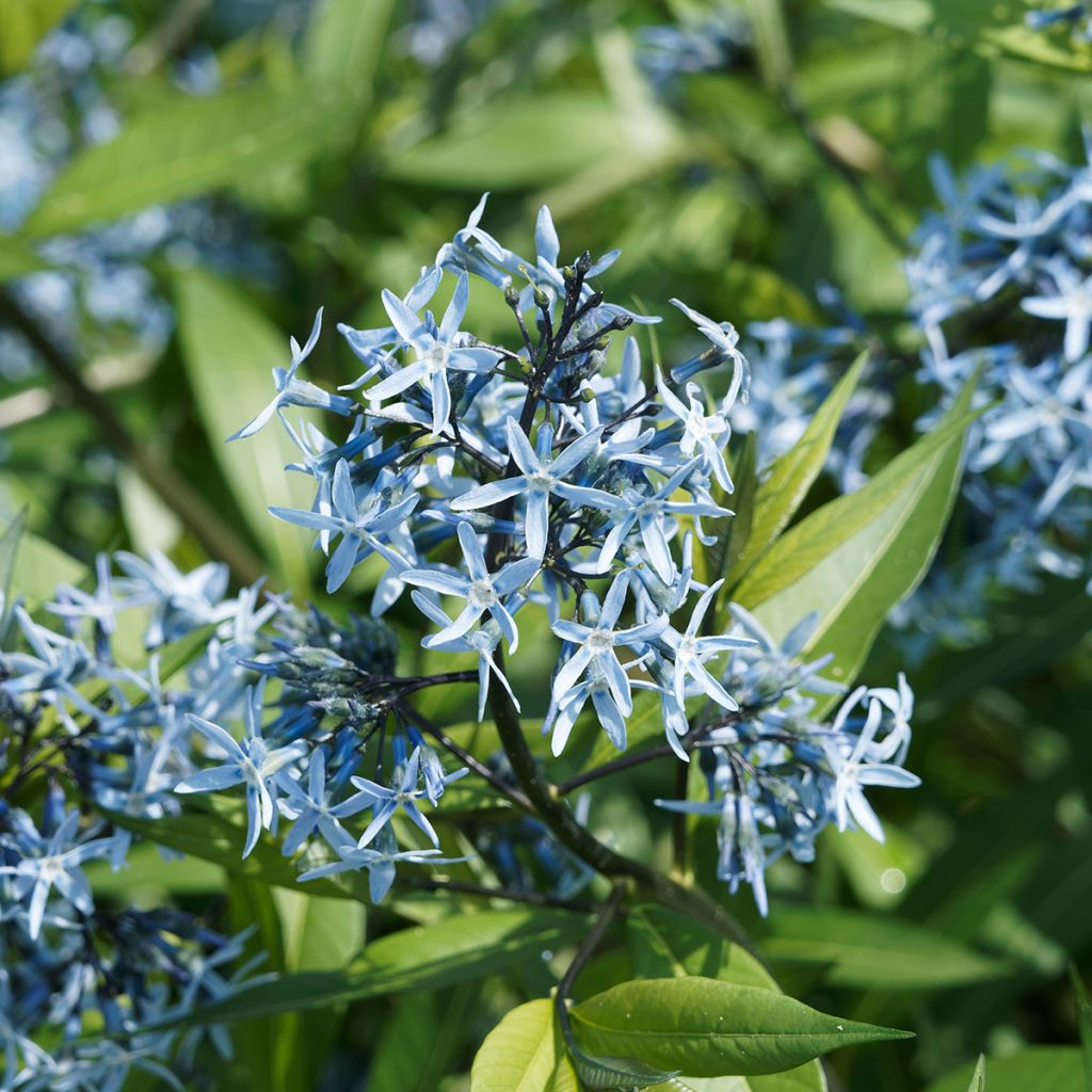 Amsonia ciliata - Estrella azul con flecos