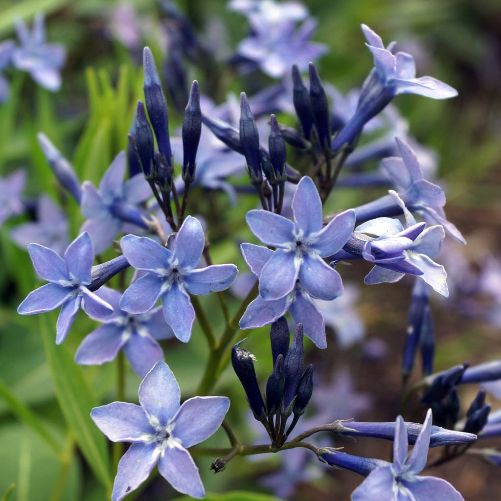 Amsonia Blue Ice