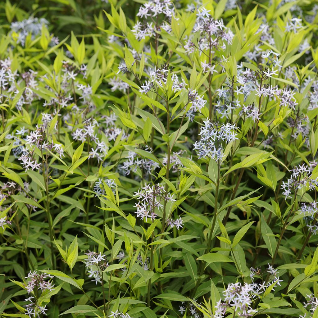 Amsonia tabernaemontana var. salicifolia