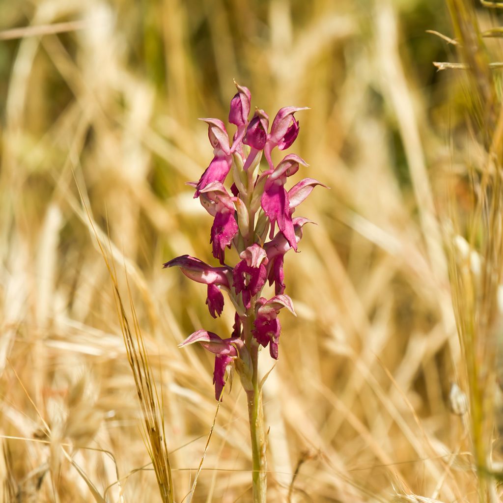 Anacamptis sancta, Orchis sacré - Orchidée vivace