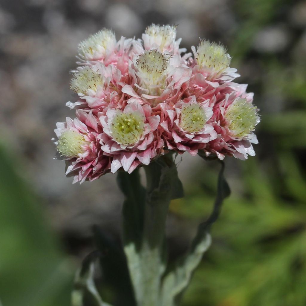 Anaphalis alpicola - Bouton d'argent des Alpes