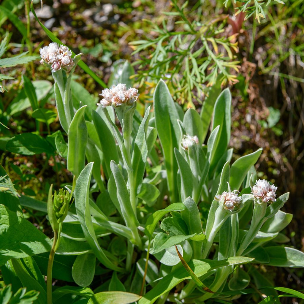 Anaphalis alpicola - Perlas nacaradas