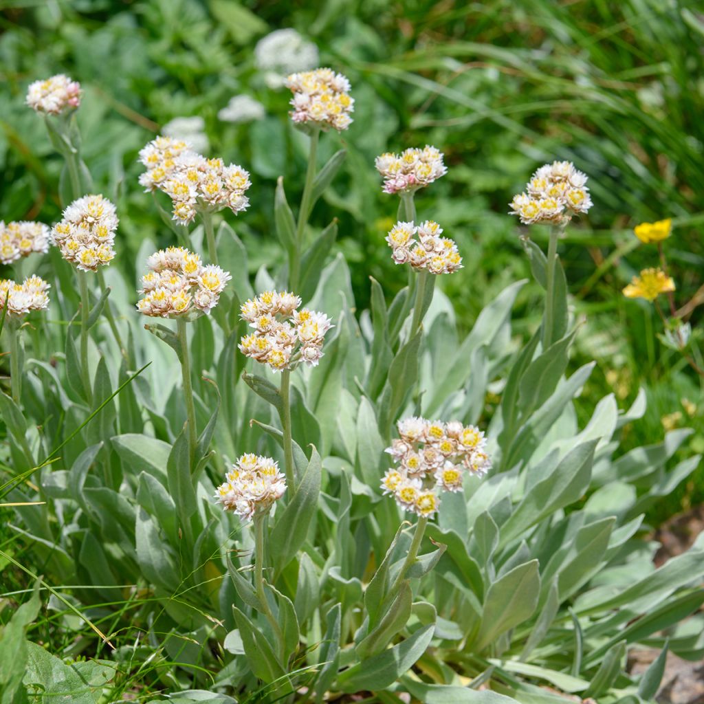 Anaphalis alpicola - Perlas nacaradas