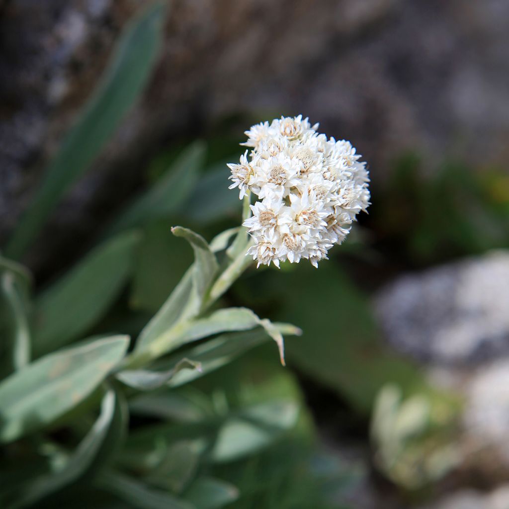 Anaphalis alpicola - Perlas nacaradas