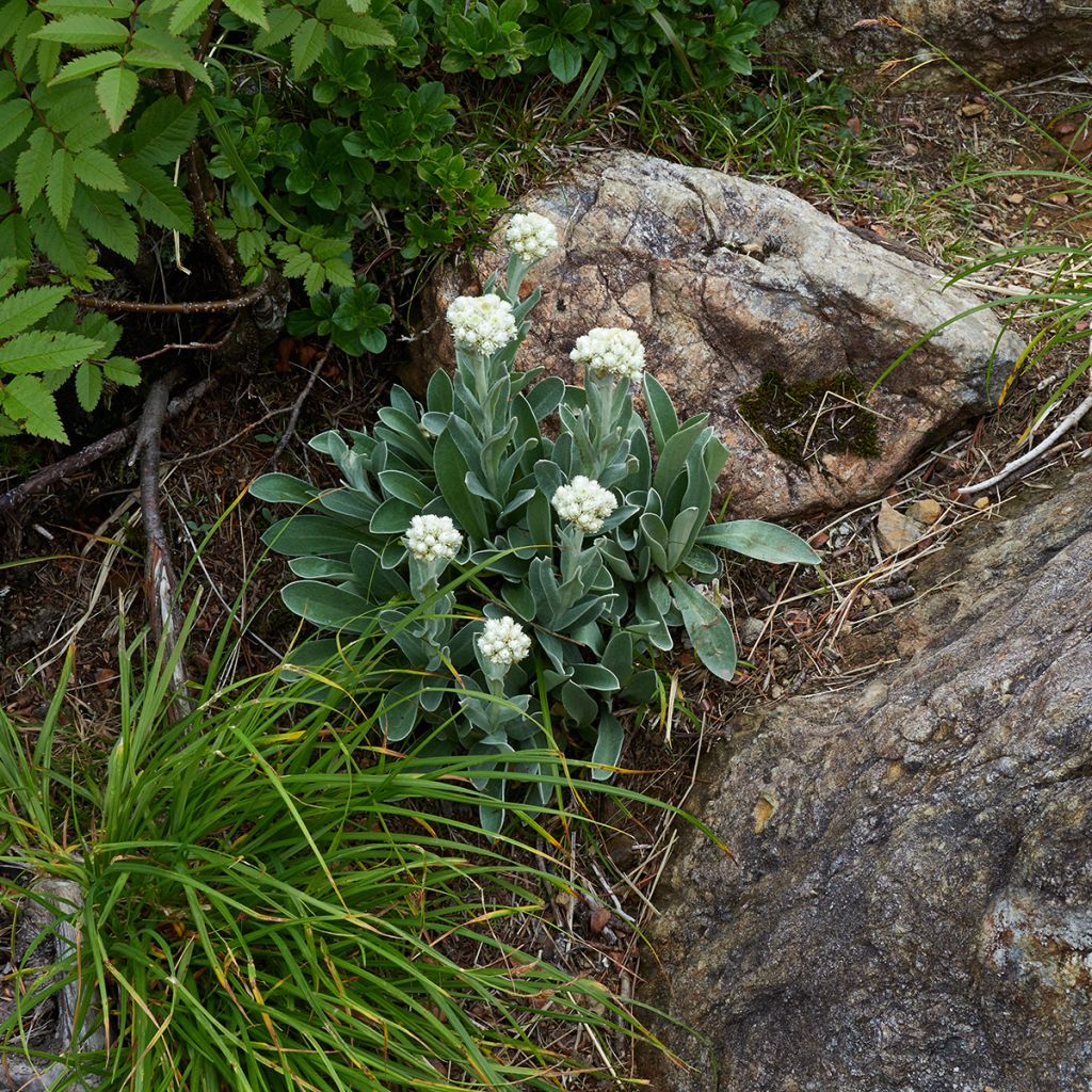 Anaphalis alpicola - Perlas nacaradas