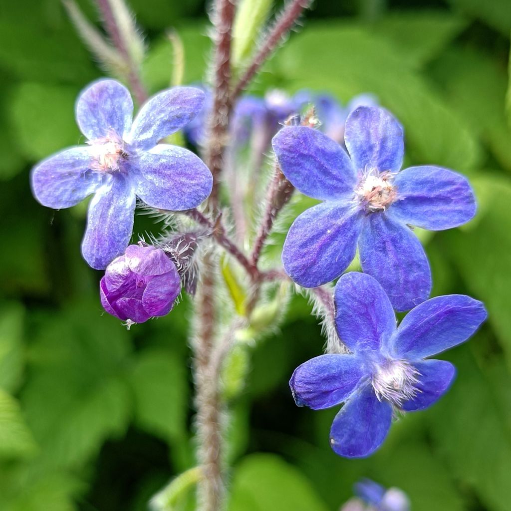 Anchusa azurea Dropmore - Buglosse d'Italie