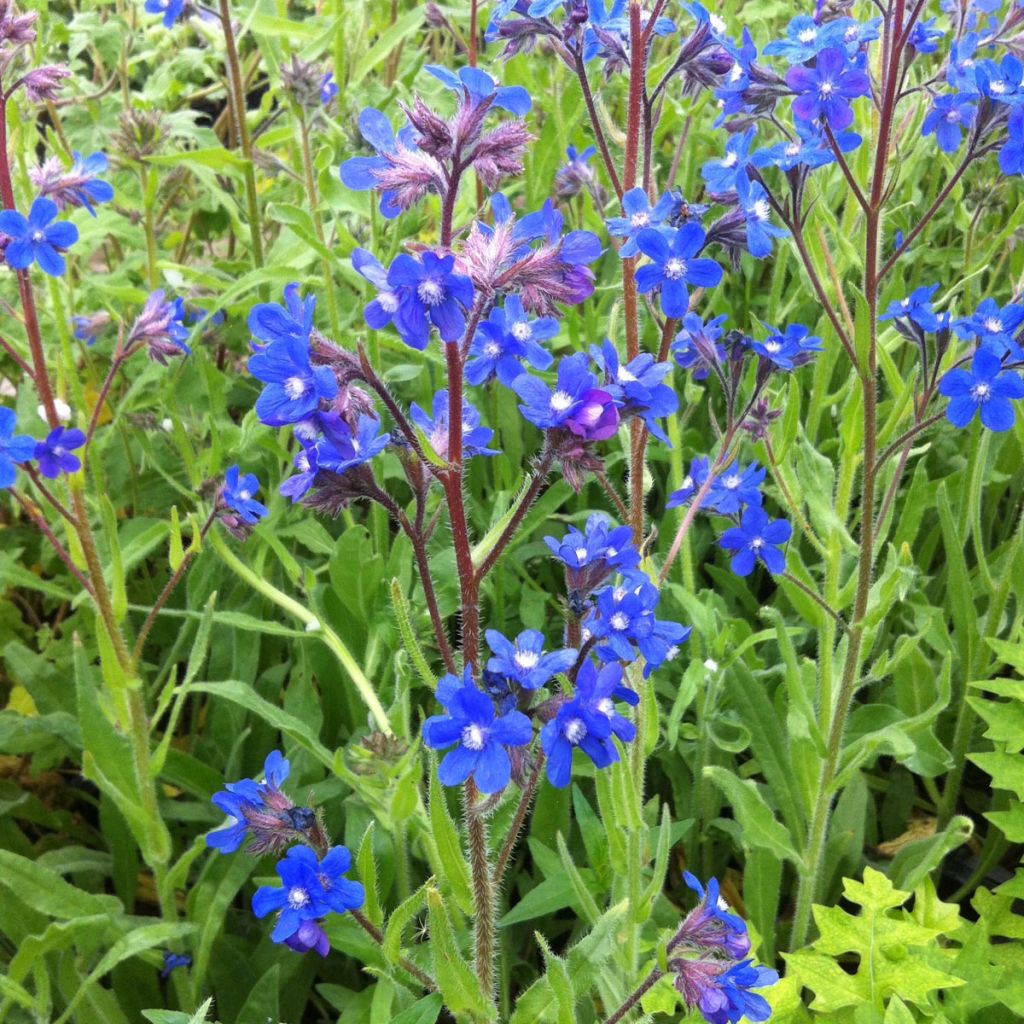 Anchusa azurea Loddon Royalist