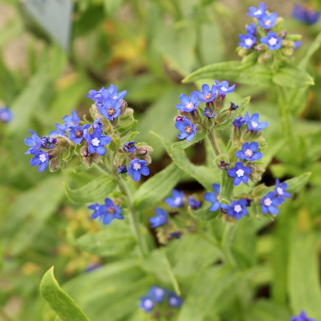 Anchusa azurea Loddon Royalist