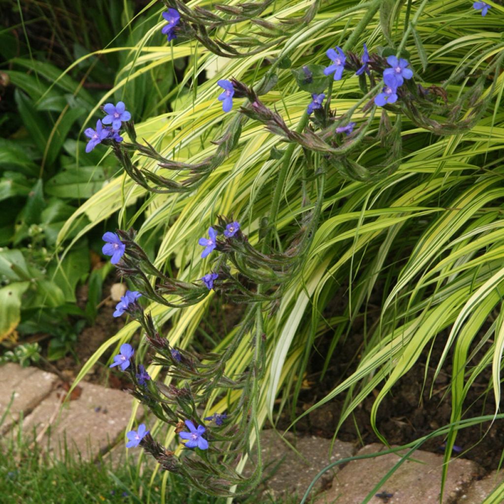 Anchusa azurea Loddon Royalist