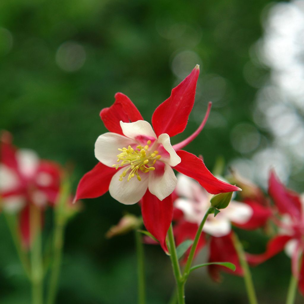 Aquilegia Songbird Series Cardinal